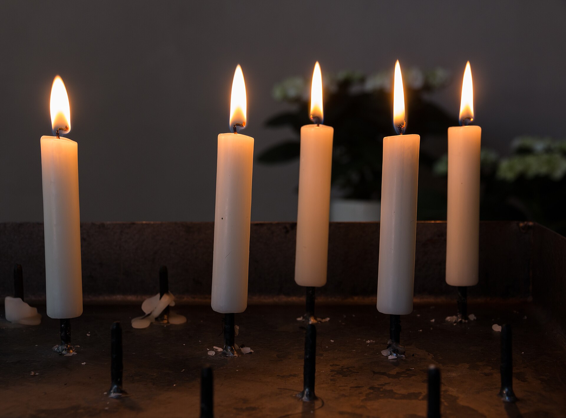 Candles in the St Jacob’s Church, Kirchspiel, Dülmen , North Rhine-Westphalia , Germany The church belongs to the former Marienburg Charterhouse – the only Carthusian monastery in Westphalia. The order came to Weddern in 1476/77 after the knight Gerd von Keppel donated his castle to the order. The charterhouse was inhabited until 1803. Construction of the church itself began in 1477, but remained unfinished for a long time; the keystone in the western bay bears the date 1607. After the monastery was dissolved, the building remained standing and is now used as a parish and community center. The church is a late Gothic place of worship built of red brick. The building has a deliberately simple design: a single-nave hall with a vaulted ceiling, choir area, and characteristic tracery windows. A tower with an octagonal pointed roof and dormers characterizes the exterior appearance. In 1871/72, the church was expanded in the neo-Gothic style, with a crypt for the von Croÿ family added and the interior expanded. Particularly noteworthy is the old choir stalls, which probably originate from Cologne and date from around 1350. Also impressive is a Rococo grille from 1752, which visually separates the altar area from the church and is artistically decorated.